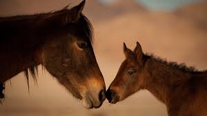 Namib Horses